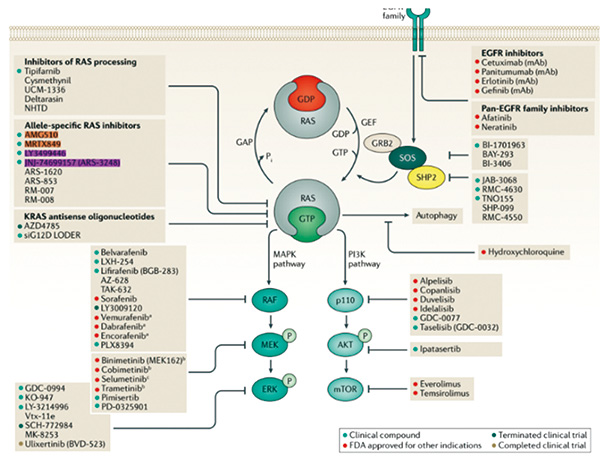 KRAS G12C突變NSCLC Sotorasib顯示有長期療效