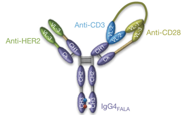 靶向HER2/CD3×CD28的三特異性抗體研究