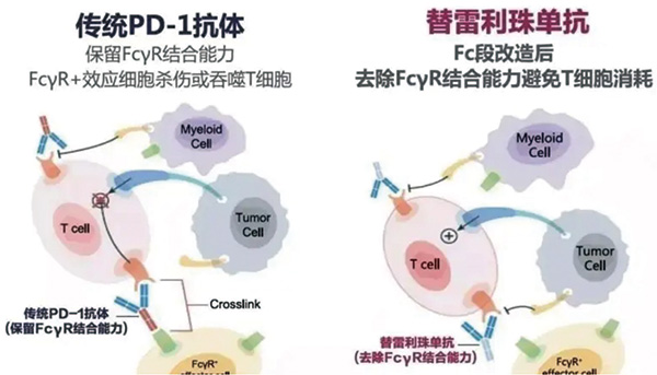一線治療復發(fā)性或轉(zhuǎn)移性鼻咽癌 聯(lián)合替雷利珠單抗對比單純化療延長PFS 