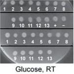 轉(zhuǎn)移性尿路上皮癌 sEphB4-HSA聯(lián)合帕博利珠單抗或較有效