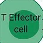 不適合含鉑化療NSCLC患者 PD-L1抑制劑Atezolizumab一線治療有生存優(yōu)勢(shì)