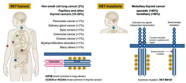 RET融合陽性NSCLC Selpercatinib初治或復治均有效