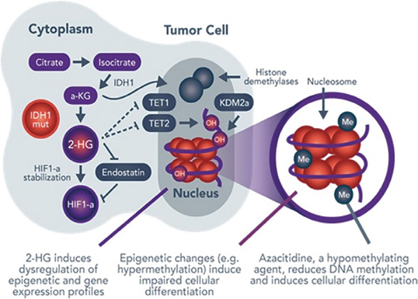 IDH1突變的AML Olutasidenib是否聯(lián)合阿扎胞苷均值得探究