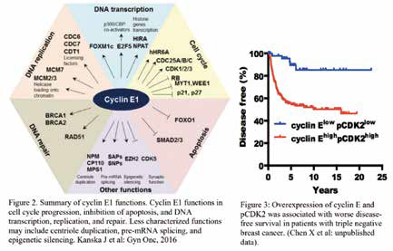 CCNE1擴(kuò)增的難治性實(shí)體瘤 Adavosertib單藥毒性可控、療效可期
