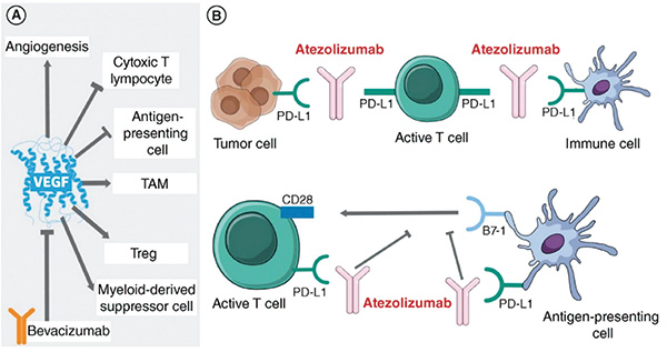 高TMB的晚期非鱗狀NSCLC 一線阿替利珠單抗、貝伐珠單抗有效