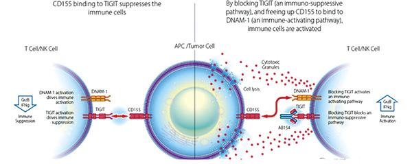 高表達PD-L1的轉移性NSCLC 聯(lián)合Domvanalimab比單用Zimberelimab或更有效