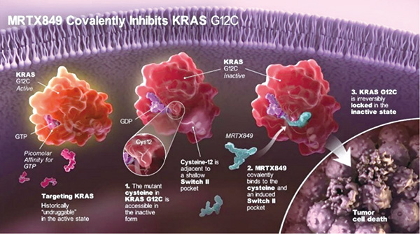 KRAS G12C突變的多線治療失敗的轉(zhuǎn)移性結(jié)直腸癌 Adagrasib單藥或聯(lián)合西妥昔單抗均有抗腫瘤活性