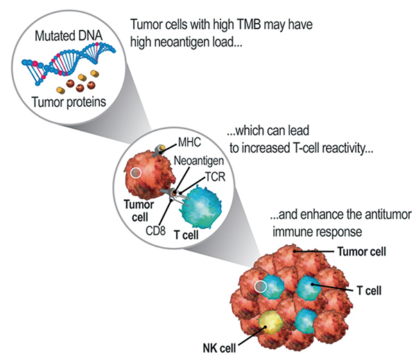 PD-L1 TPS ≥1%晚期/轉(zhuǎn)移性NSCLC tTMB或可預(yù)測帕博利珠單抗對比化療的優(yōu)勢