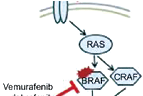 未經(jīng)治療的BRAF V600E突變型轉(zhuǎn)移性結(jié)直腸癌 Encorafenib+Binimetinib+西妥昔單抗安全有效