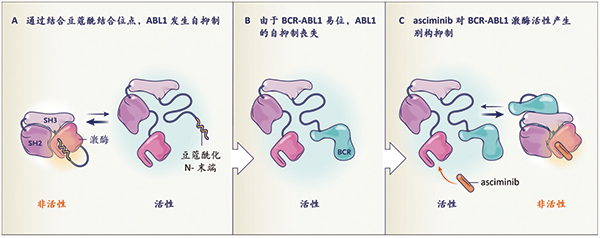 ASCEMBL長期隨訪顯示 Asciminib或為優(yōu)于Bosutinib的標(biāo)準(zhǔn)后線選擇