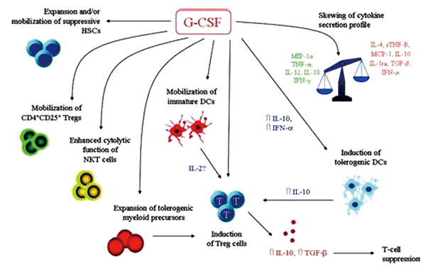 RAEB型MDS或MDS繼發(fā)的AML G-CSF、地西他濱、白消安-環(huán)磷酰胺預(yù)處理或更優(yōu)