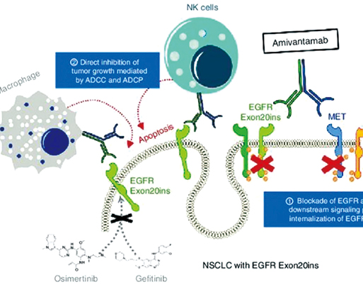 攜帶Ex20ins的晚期NSCLC Amivantamab-vmjw或有長(zhǎng)期療效