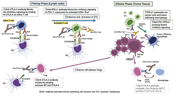 抗PD-（L）1單藥經(jīng)治的復(fù)發(fā)/難治性NSCLC 度伐利尤單抗聯(lián)合Tremelimumab安全性可控