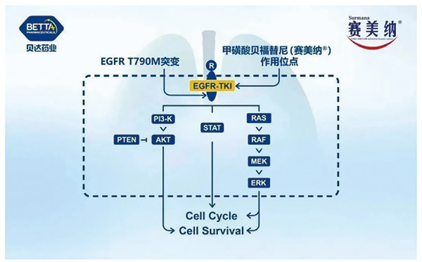 一線治療EGFR突變的NSCLC 貝福替尼對(duì)比?？颂婺岣行?></div>
 <div   id=