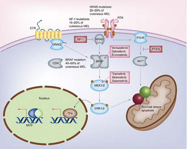 BRAF V600突變的轉(zhuǎn)移性NSCLC Encorafenib聯(lián)合Binimetinib有效且安全性可控