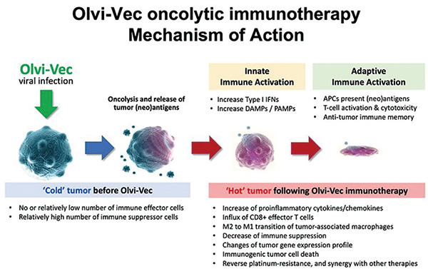 多線治療失敗的、鉑耐藥或鉑難治性卵巢癌 Olvi-Vec后鉑基化療聯(lián)合或不聯(lián)合貝伐珠單抗均安全有效