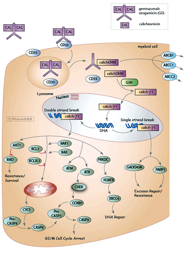 新發(fā)的、NPM1突變的AML 標(biāo)準(zhǔn)方案聯(lián)合Gemtuzumab ozogamicin降低復(fù)發(fā)率