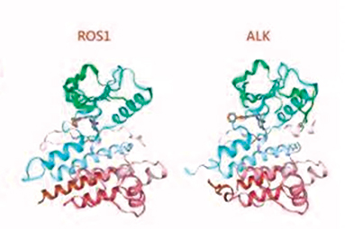 一線治療ALK陽(yáng)性晚期NSCLC 勞拉替尼獲益不受常見(jiàn)基因變異的影響
