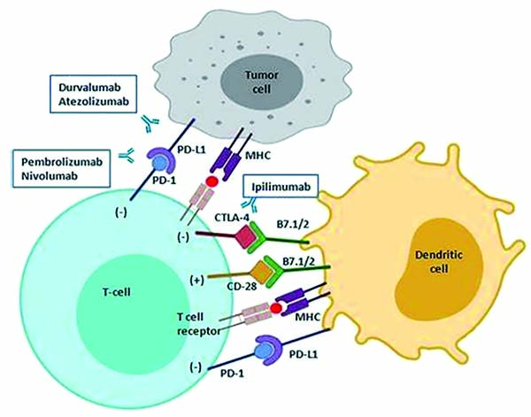 PD-L1陽(yáng)性、不可切除局部晚期NSCLC 度伐利尤單抗聯(lián)合根治性同步放療有前景