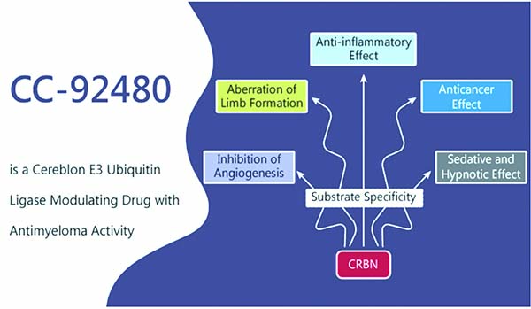多線治療失敗的MM Mezigdomide聯(lián)合地塞米松前景可期