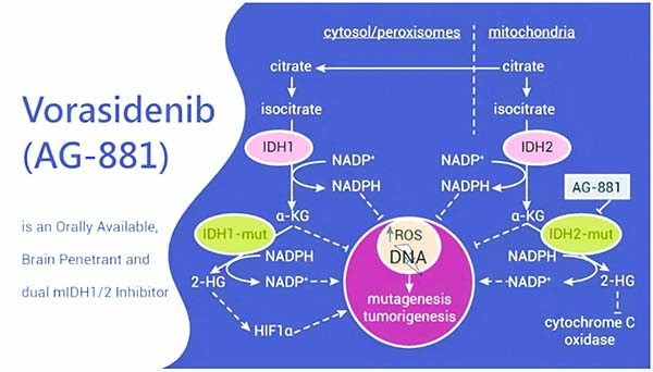 IDH突變的2級(jí)腦膠質(zhì)瘤 Vorasidenib的生存獲益優(yōu)于安慰劑