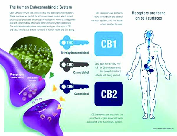 癌癥患兒應(yīng)該使用大麻素嗎？