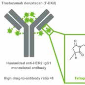 HER2陽性轉(zhuǎn)移性乳腺癌 T-DXd有持久抗瘤活性