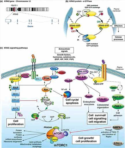 PD-L1≥50%的非鱗狀NSCLC KRAS G12C/TP53共突變或?yàn)榕敛├閱慰归L(zhǎng)期獲益標(biāo)志物