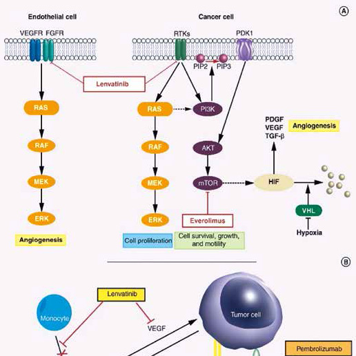 一線治療轉(zhuǎn)移性NSCLC 聯(lián)用侖伐替尼不優(yōu)于單用帕博利珠單抗