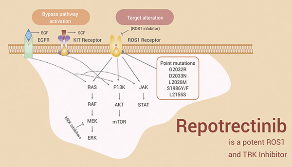 ROS1融合陽(yáng)性NSCLC Repotrectinib具有持久的臨床活性 