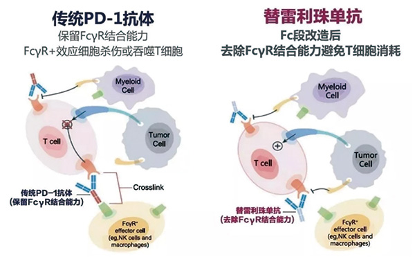 可切除的Ⅱ~ⅢA期NSCLC 圍手術(shù)期聯(lián)用替雷利珠單抗有生存獲益 