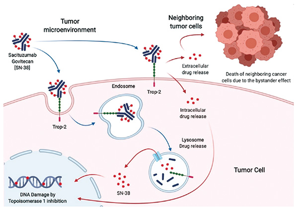 Ⅲ期ASCENT試驗(yàn)最終結(jié)果 Sacituzumab govitecan優(yōu)于化療