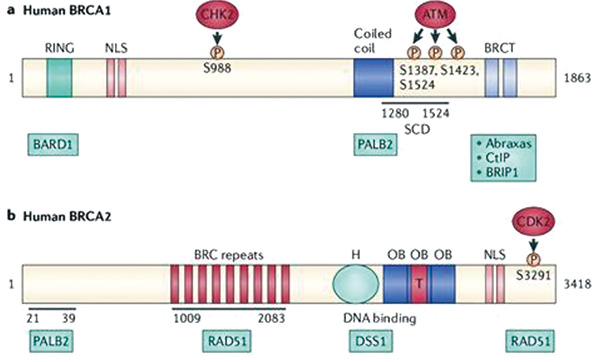 BRCA1和BRCA2序列變異者 雙側(cè)卵巢切除術(shù)與全因死亡率較低相關(guān)