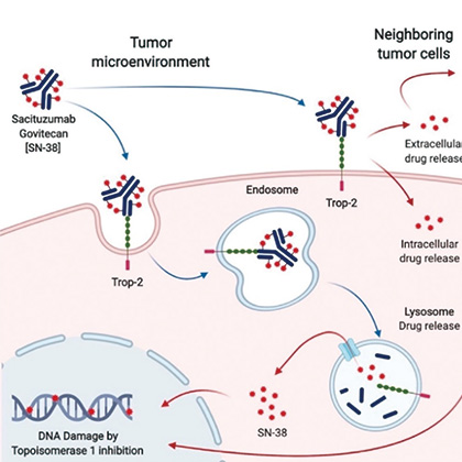 復治晚期或轉移性NSCLC Sacituzumab Govitecan或優(yōu)于多西他賽