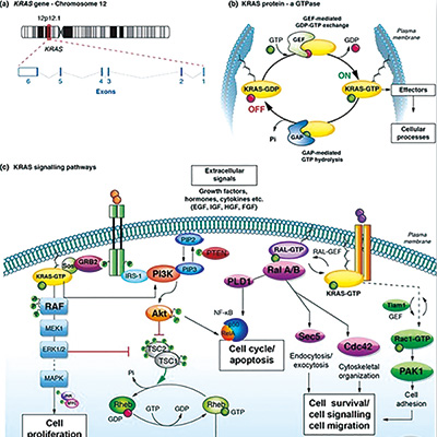 經治的、KRAS G12C突變NSCLC Garsorasib緩解情況好且安全性可控