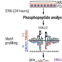 研究揭示KRAS突變驅(qū)動分子特征