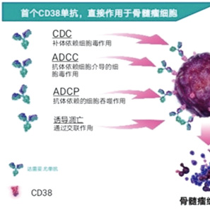 可移植的新發(fā)的多發(fā)性骨髓瘤 誘導(dǎo)、鞏固和維持中使用達(dá)雷妥尤單抗均更佳