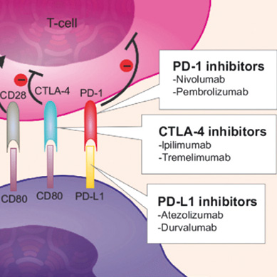 含鉑方案一線治療晚期NSCLC 聯(lián)用納武利尤單抗-伊匹木單抗或不及聯(lián)用帕博利珠單抗