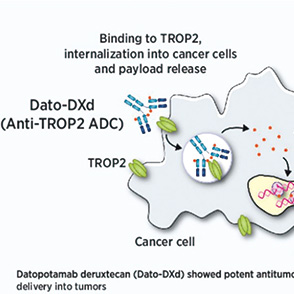 非鱗狀NSCLC TROP2 QCS-NMR陽(yáng)性是dato-DXd更有效的預(yù)測(cè)性標(biāo)志物