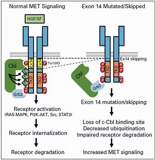 METex14型NSCLC 賽沃替尼一線治療安全有效
