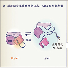 BCR::ABL1雙靶Ph+急性白血病 達(dá)沙替尼、asciminib聯(lián)合潑尼松治療線數(shù)前移安全有效