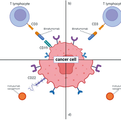 CD22陽性Ph陰性BCP-ALL老年患者 一線方案可聯(lián)用奧加伊妥珠單抗