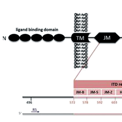 FLT3-ITD突變的AML FLT3-ITD MRD可指導(dǎo)吉瑞替尼治療