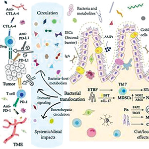 一線治療晚期NSCLC 腸道微生物群或可預(yù)測化學(xué)免疫治療療效